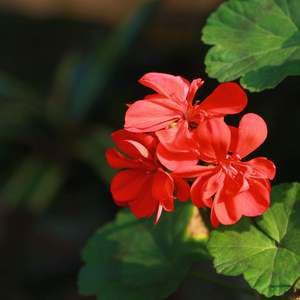 fiee性zozo交体内谢
